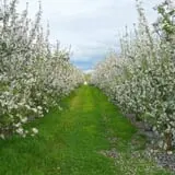 Golden Harvest Farms photo