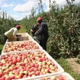Golden Harvest Farms photo