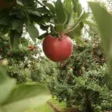 Golden Harvest Farms photo