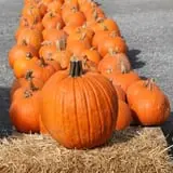 Golden Harvest Farms photo