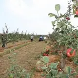 Golden Harvest Farms photo