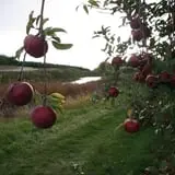 Golden Harvest Farms photo
