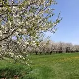 Robinette's Apple Haus & Winery photo
