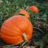 Johnson's Corner Farm photo