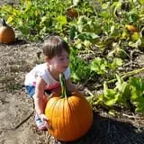 Johnson's Corner Farm photo