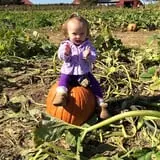 Johnson's Corner Farm photo