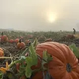 Johnson's Corner Farm photo