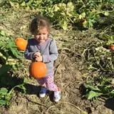 Johnson's Corner Farm photo