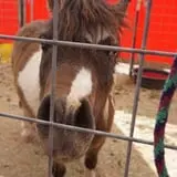 Marana Pumpkin Patch & Farm Festival photo