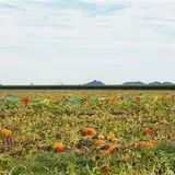 Marana Pumpkin Patch & Farm Festival photo
