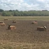 Circle N Maze photo