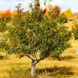 Maple Hills Orchard photo