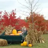 Maple Hills Orchard photo