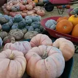 Maple Hills Orchard photo