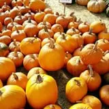 Maple Hills Orchard photo