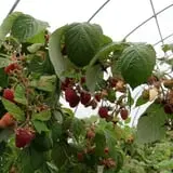Maple Hills Orchard photo