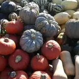 Maple Hills Orchard photo