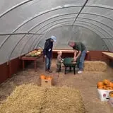 Maple Hills Orchard photo