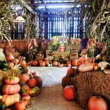 White Oak Pumpkin Patch photo