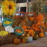 White Oak Pumpkin Patch photo