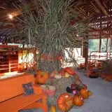 White Oak Pumpkin Patch photo