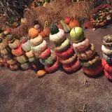 White Oak Pumpkin Patch photo