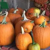 White Oak Pumpkin Patch photo