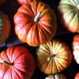 White Oak Pumpkin Patch photo