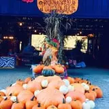 White Oak Pumpkin Patch photo