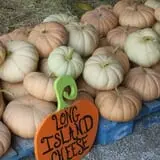 White Oak Pumpkin Patch photo
