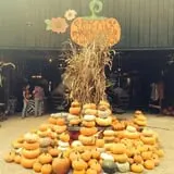 White Oak Pumpkin Patch photo