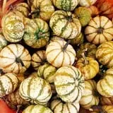 White Oak Pumpkin Patch photo