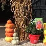 White Oak Pumpkin Patch photo
