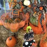 White Oak Pumpkin Patch photo