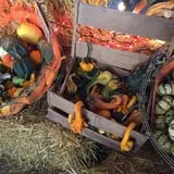 White Oak Pumpkin Patch photo