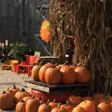 White Oak Pumpkin Patch photo