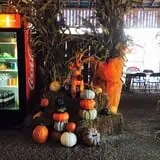 White Oak Pumpkin Patch photo