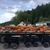 White Oak Pumpkin Patch photo