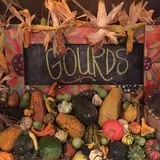 White Oak Pumpkin Patch photo