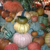 White Oak Pumpkin Patch photo