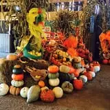White Oak Pumpkin Patch photo