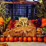 White Oak Pumpkin Patch photo
