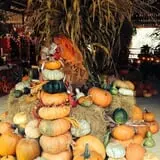 White Oak Pumpkin Patch photo