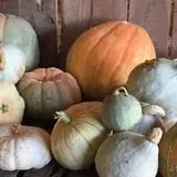 White Oak Pumpkin Patch photo