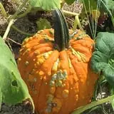 White Oak Pumpkin Patch photo