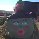 White Oak Pumpkin Patch photo