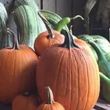 White Oak Pumpkin Patch photo
