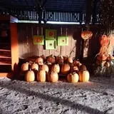 White Oak Pumpkin Patch photo