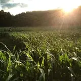 White Oak Pumpkin Patch photo