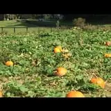 White Oak Pumpkin Patch photo